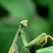 Mantis religiosa (Linnaeus, 1758) - Mante religieuse (femelle)