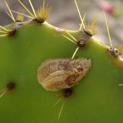 Mantis religiosa (Linnaeus, 1758) - Mante religieuse (oothèque)