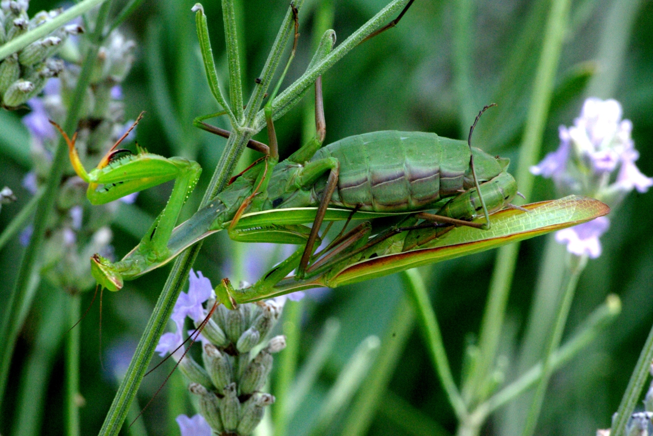 Mantis religiosa (Linnaeus, 1758) - Mante religieuse (accouplement)