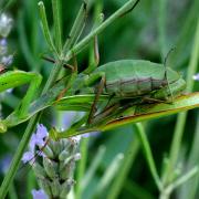 Mantis religiosa (Linnaeus, 1758) - Mante religieuse (accouplement)