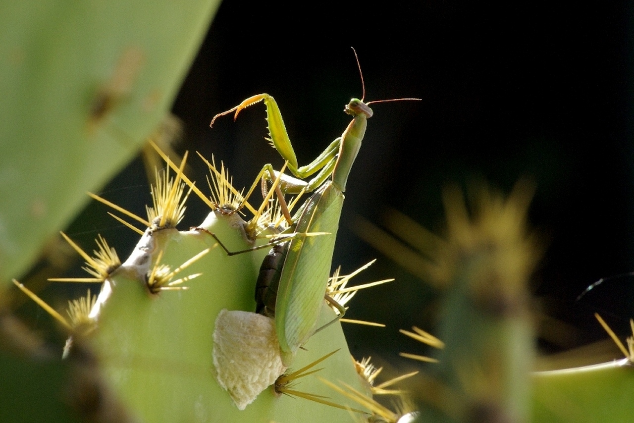 Mantis religiosa (Linnaeus, 1758) - Mante religieuse (femelle et oothèque)