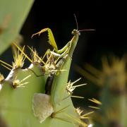 Mantis religiosa (Linnaeus, 1758) - Mante religieuse (femelle et oothèque)