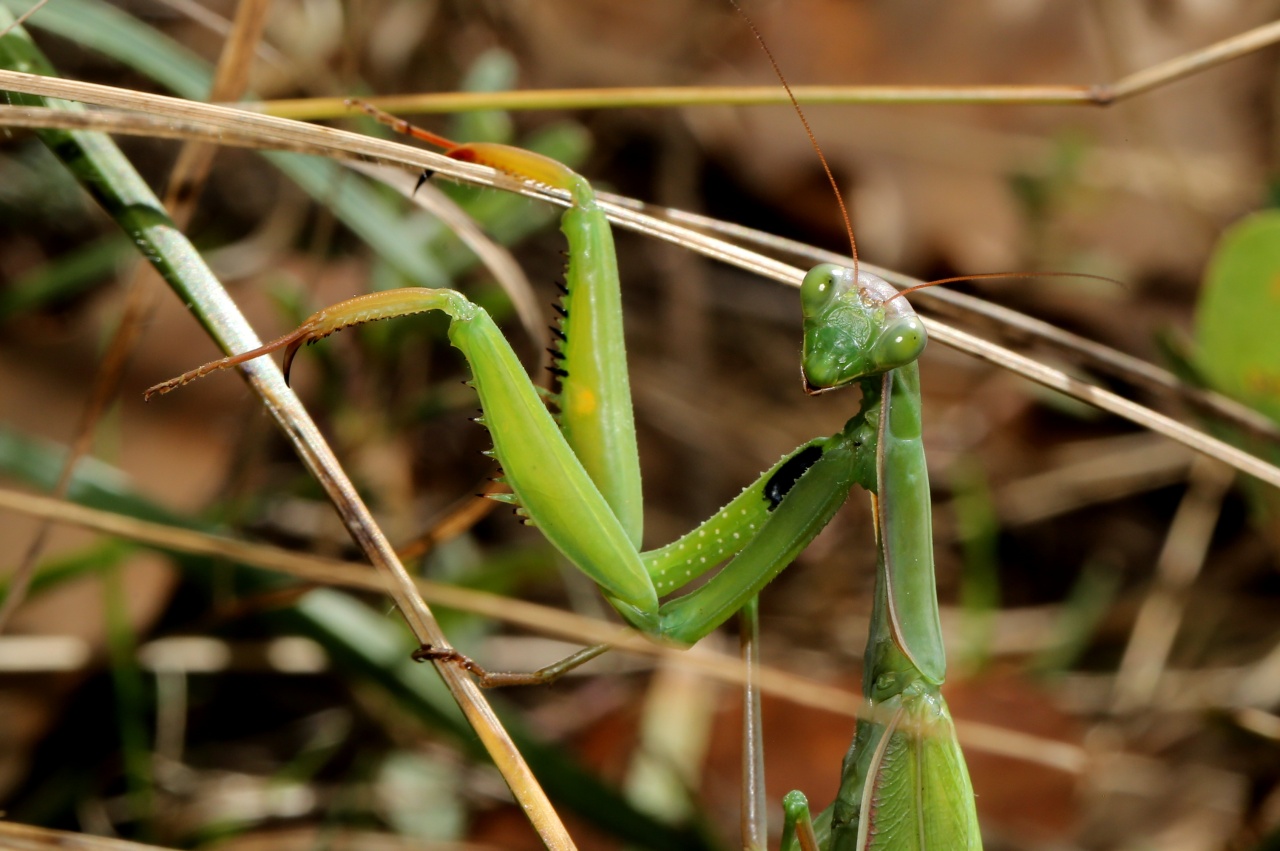 Mantis religiosa (Linnaeus, 1758) - Mante religieuse (femelle)