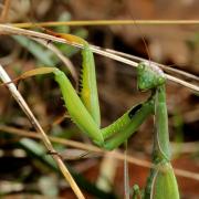 Mantis religiosa (Linnaeus, 1758) - Mante religieuse (femelle)