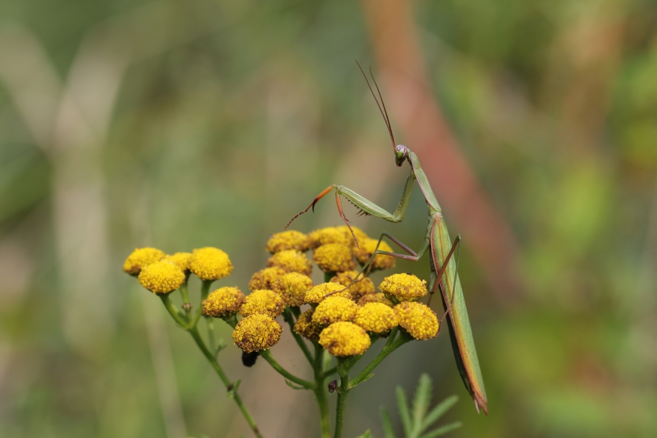 Mantis religiosa (Linnaeus, 1758) - Mante religieuse (mâle)