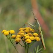 Mantis religiosa (Linnaeus, 1758) - Mante religieuse (mâle)