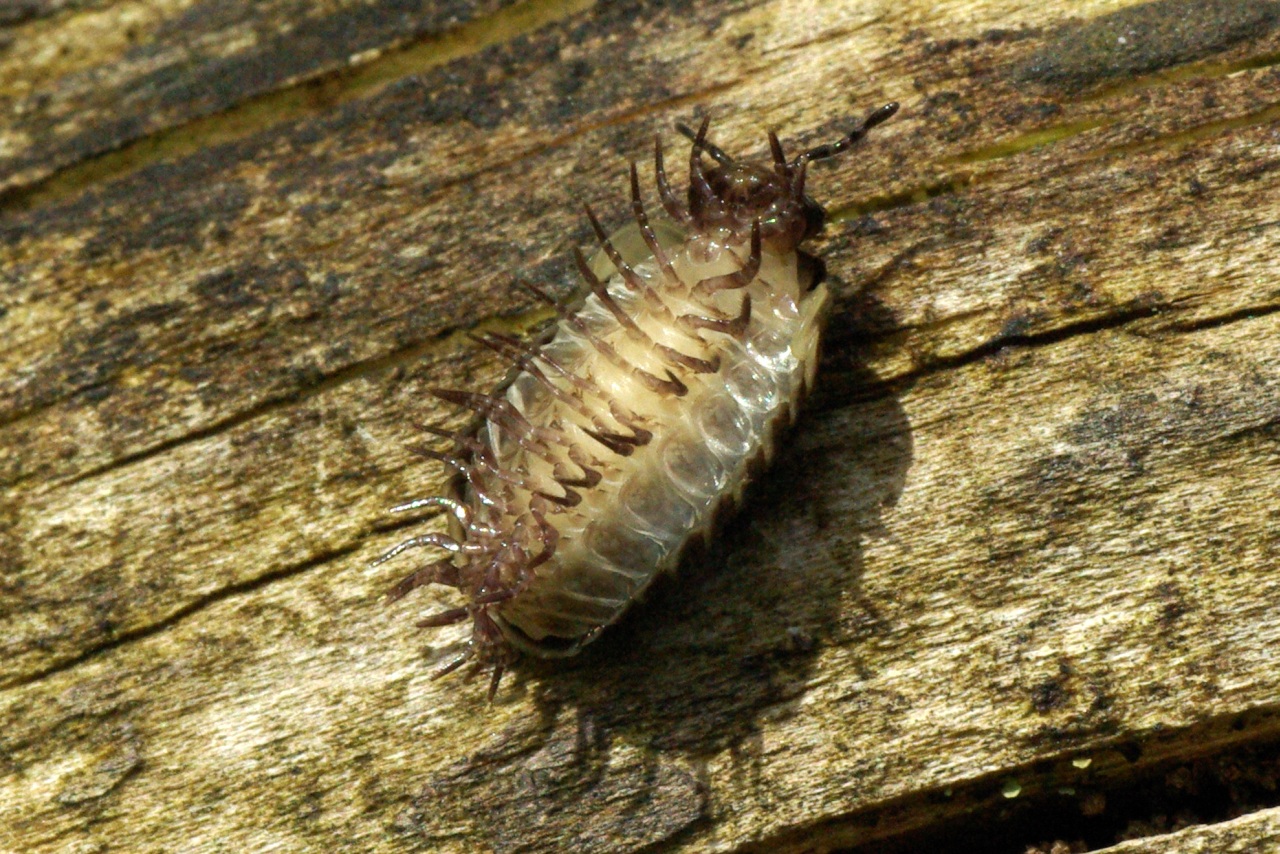 Glomeris marginata (Villers, 1789) - Glomeris marginé