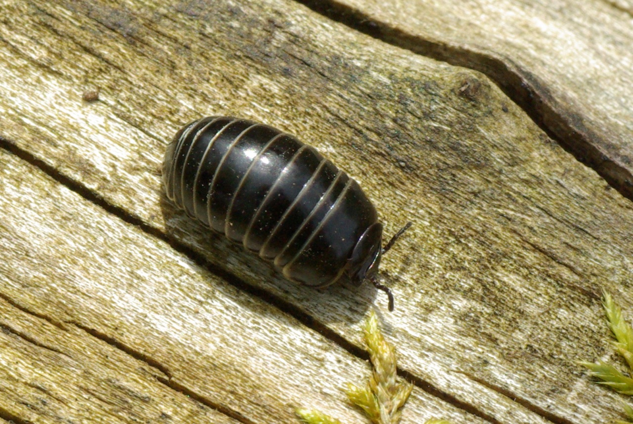 Glomeris marginata (Villers, 1789) - Glomeris marginé