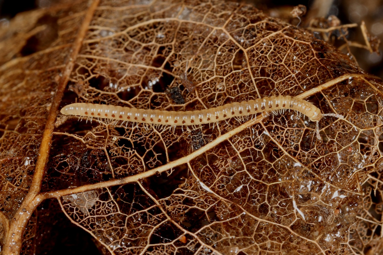 Blaniulus guttulatus (Fabricius, 1798) - Blaniule moucheté