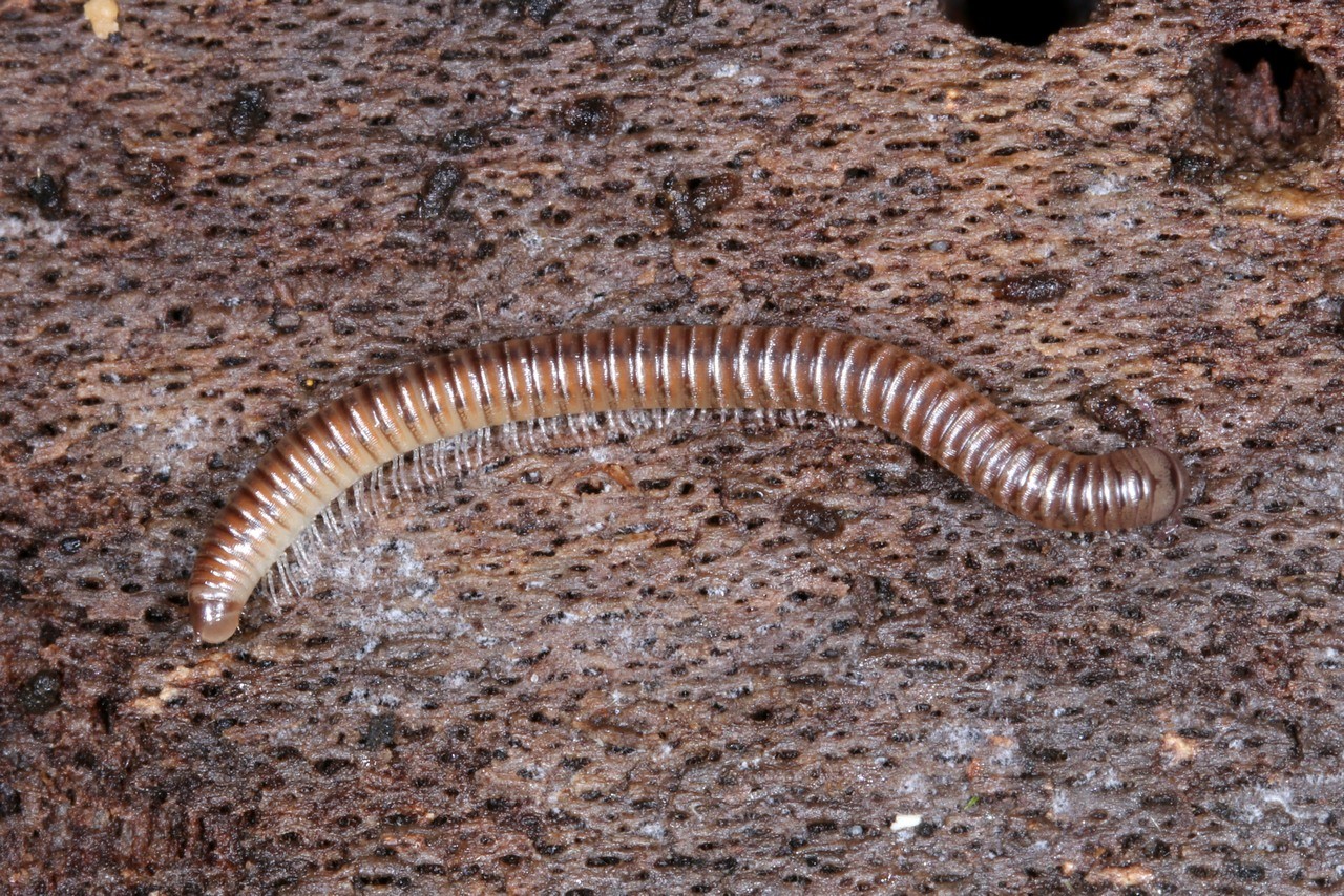 Cylindroiulus punctatus (Leach, 1815)