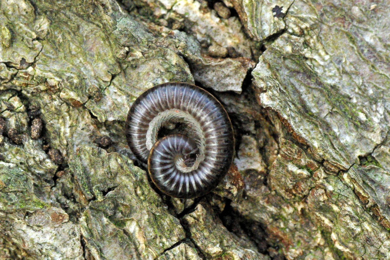 Ommatoiulus sabulosus (Linnaeus, 1758) - Iule incarnat, Iule des sables