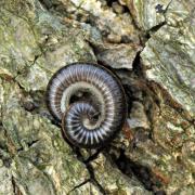 Ommatoiulus sabulosus (Linnaeus, 1758) - Iule incarnat, Iule des sables