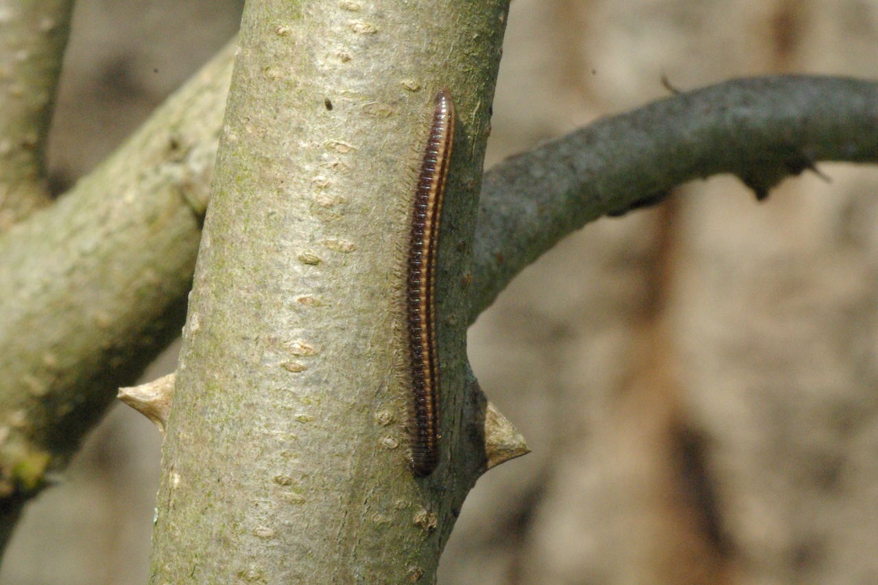 Ommatoiulus sabulosus (Linnaeus, 1758) - Iule incarnat, Iule des sables