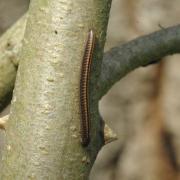 Ommatoiulus sabulosus (Linnaeus, 1758) - Iule incarnat, Iule des sables