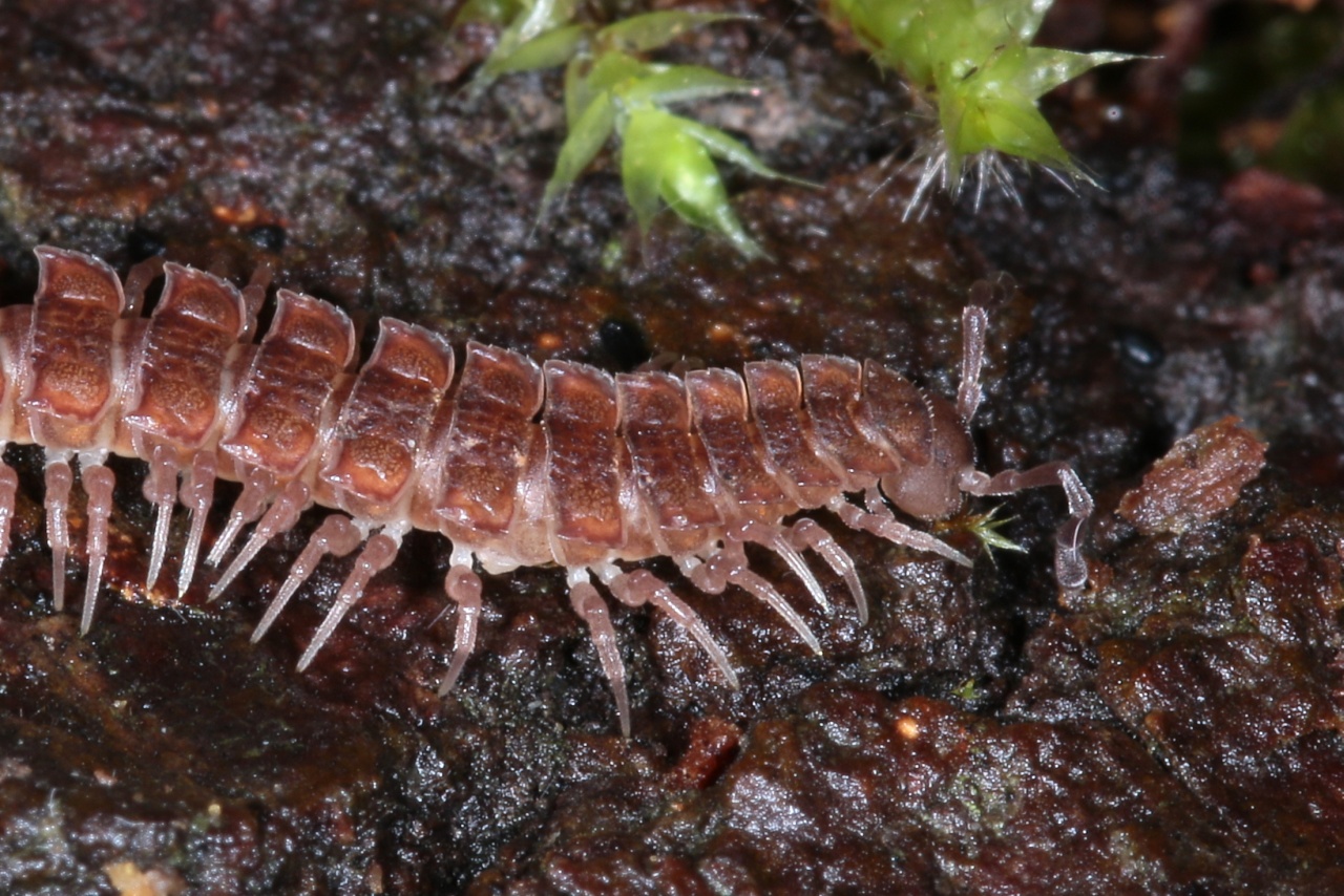 Polydesmus angustus Latzel, 1884 - Polydesme étroit