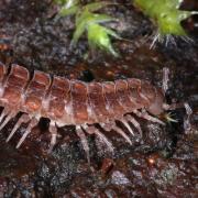 Polydesmus angustus Latzel, 1884 - Polydesme étroit