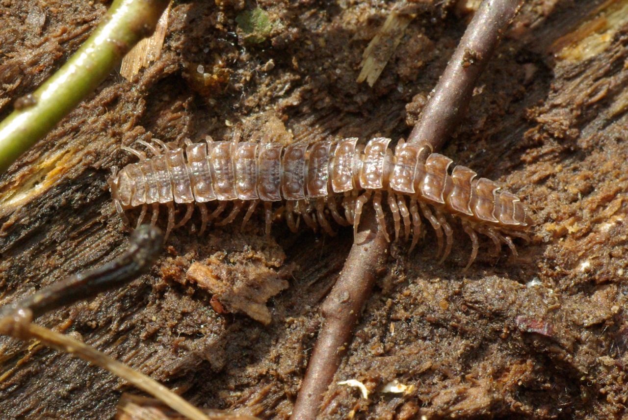 Polydesmus angustus Latzel, 1884 - Polydesme étroit