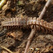 Polydesmus angustus Latzel, 1884 - Polydesme étroit