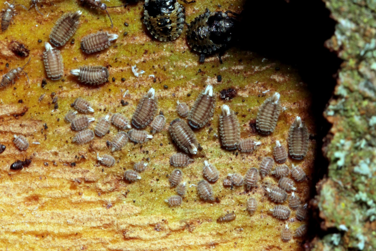 Polyxenus lagurus (Linnaeus, 1758) (colonie)