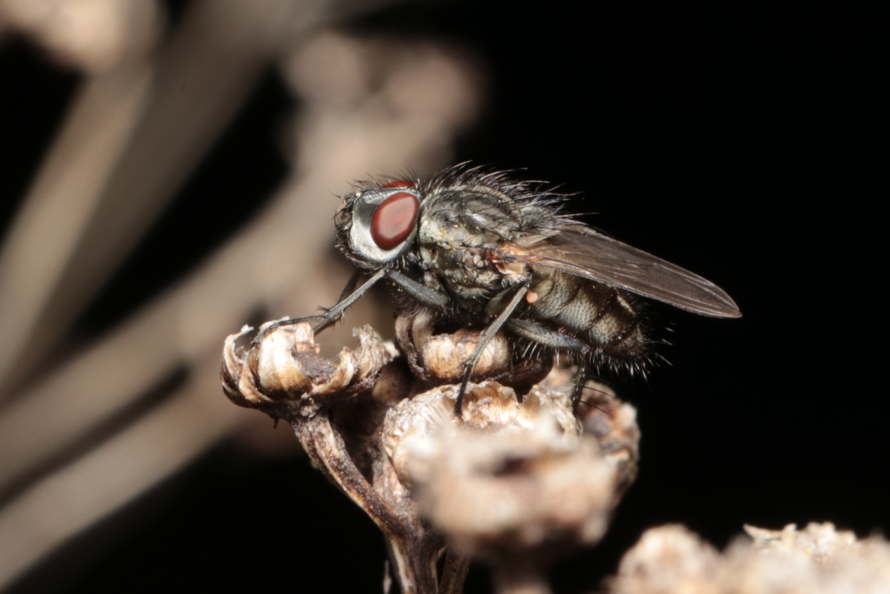 Leucophora sp (mâle)