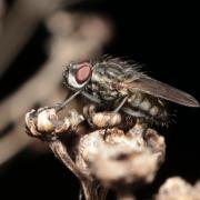 Leucophora sp (mâle)