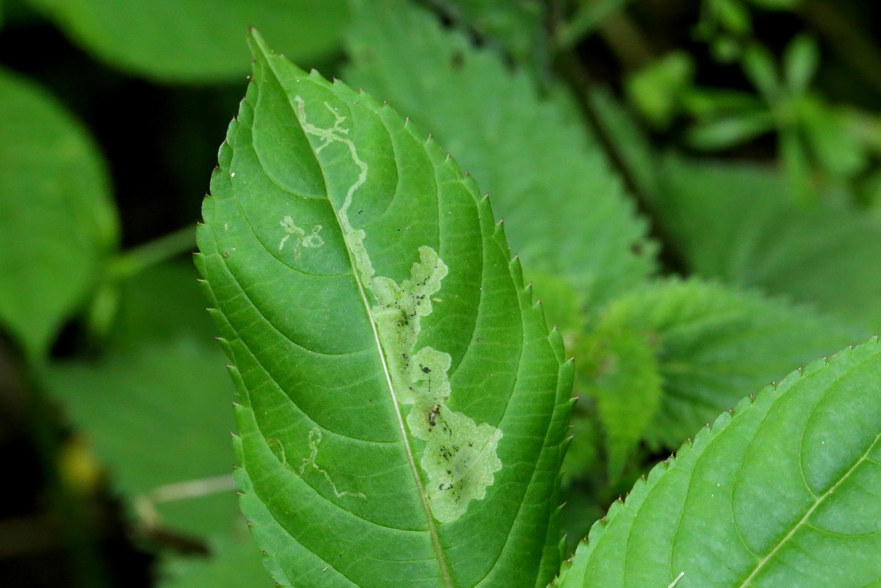 Phytoliriomyza melampyga (Loew, 1869) (mines) 