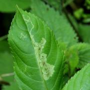 Phytoliriomyza melampyga (Loew, 1869) (mines) 