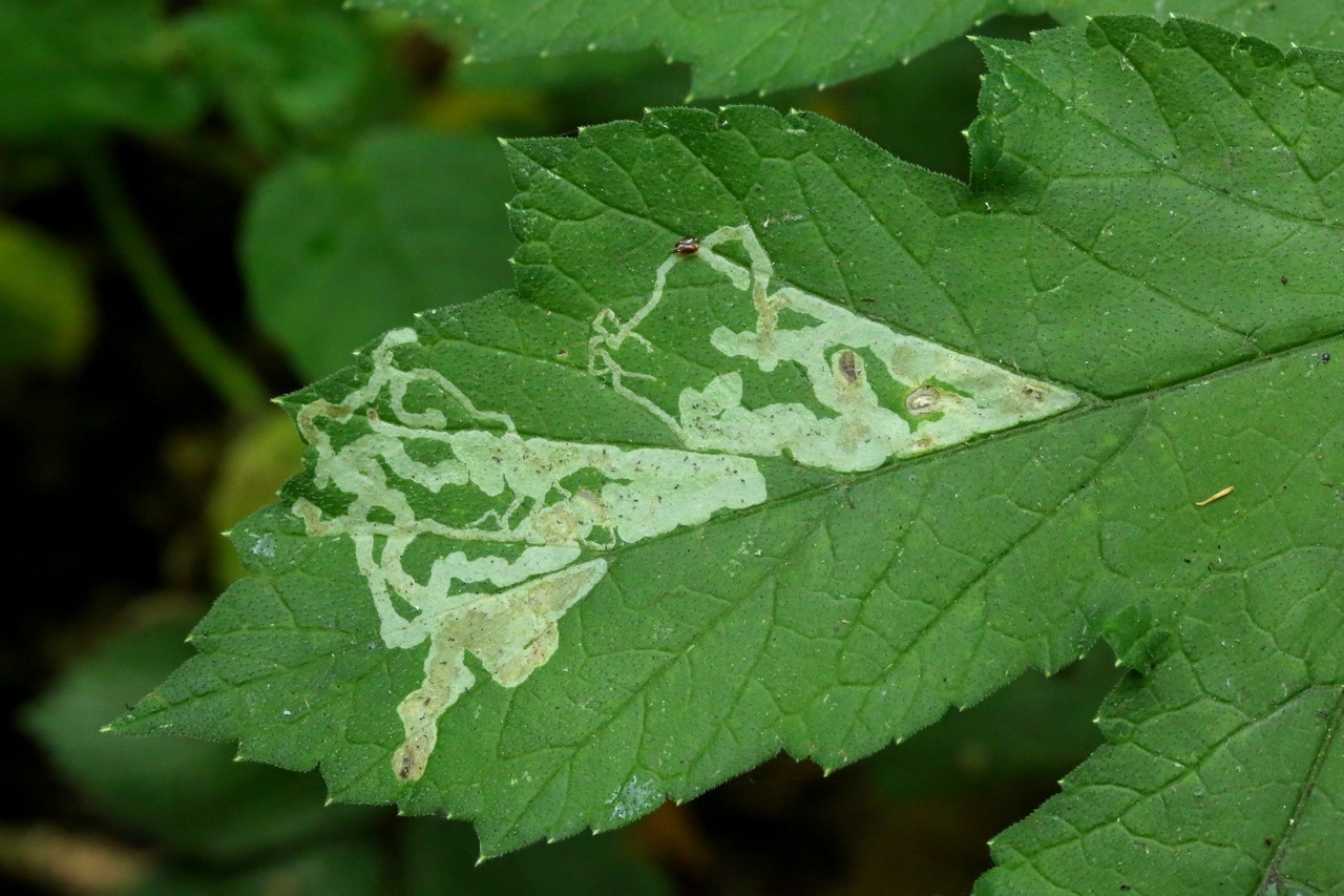 Phytomyza spondylii Robineau-Desvoidy, 1851 (mines)