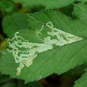 Phytomyza spondylii Robineau-Desvoidy, 1851 (mines)