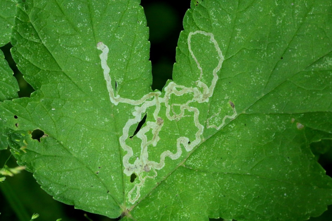 Phytomyza spondylii Robineau-Desvoidy, 1851 (mines)