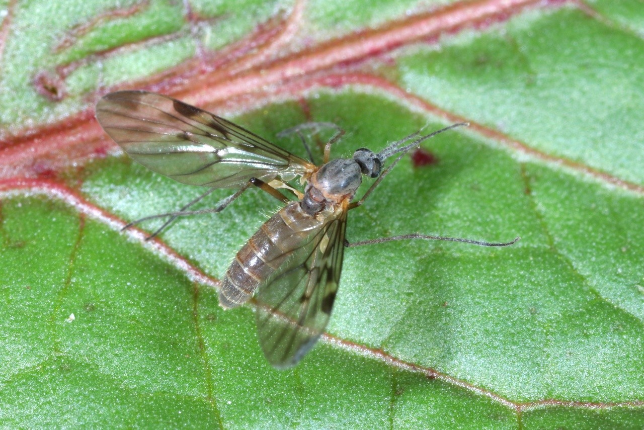 Sylvicola fenestralis (Scopoli, 1763) - Sylvicole des fenêtres