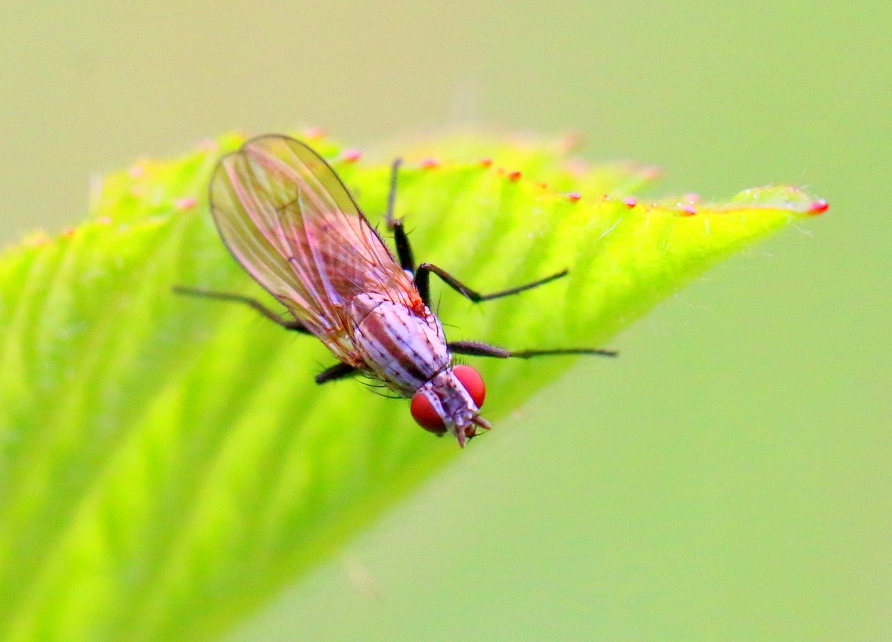 Anthomyia confusanea Michelsen in Michelsen & Báez, 1985 (femelle) 