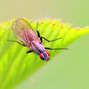 Anthomyia confusanea Michelsen in Michelsen & Báez, 1985 (femelle) 