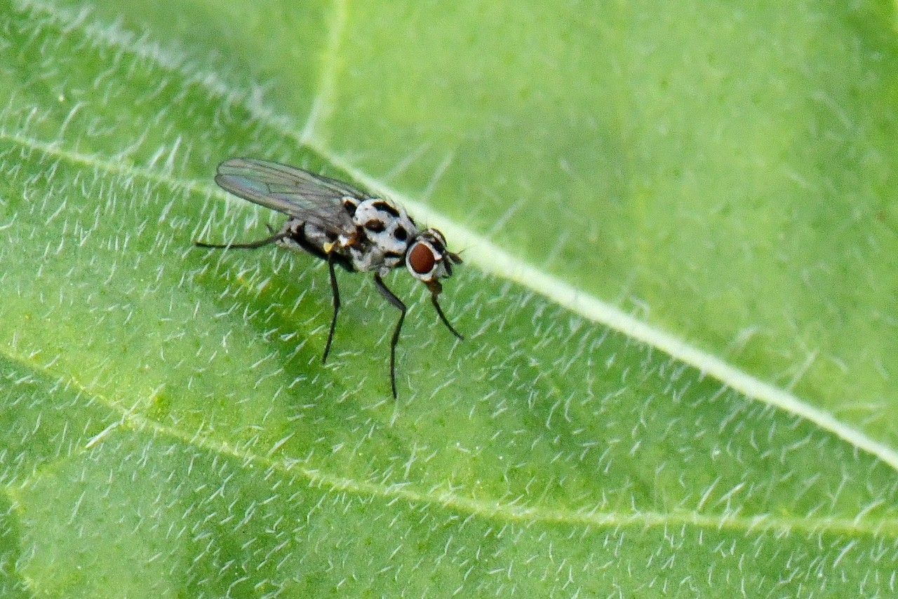 Anthomyia pluvialis (Linnaeus, 1758) (femelle) - Anthomyie des pluies