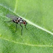 Anthomyia pluvialis (Linnaeus, 1758) (femelle) - Anthomyie des pluies