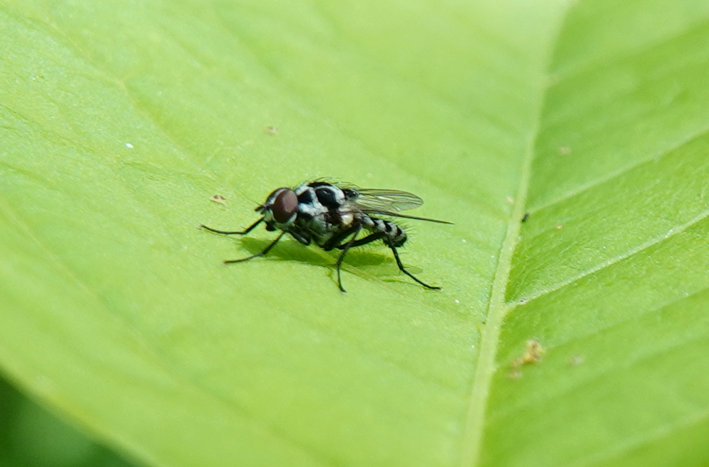 Anthomyia procellaris Rondani, 1866 (mâle)