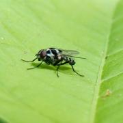 Anthomyia procellaris Rondani, 1866 (mâle)