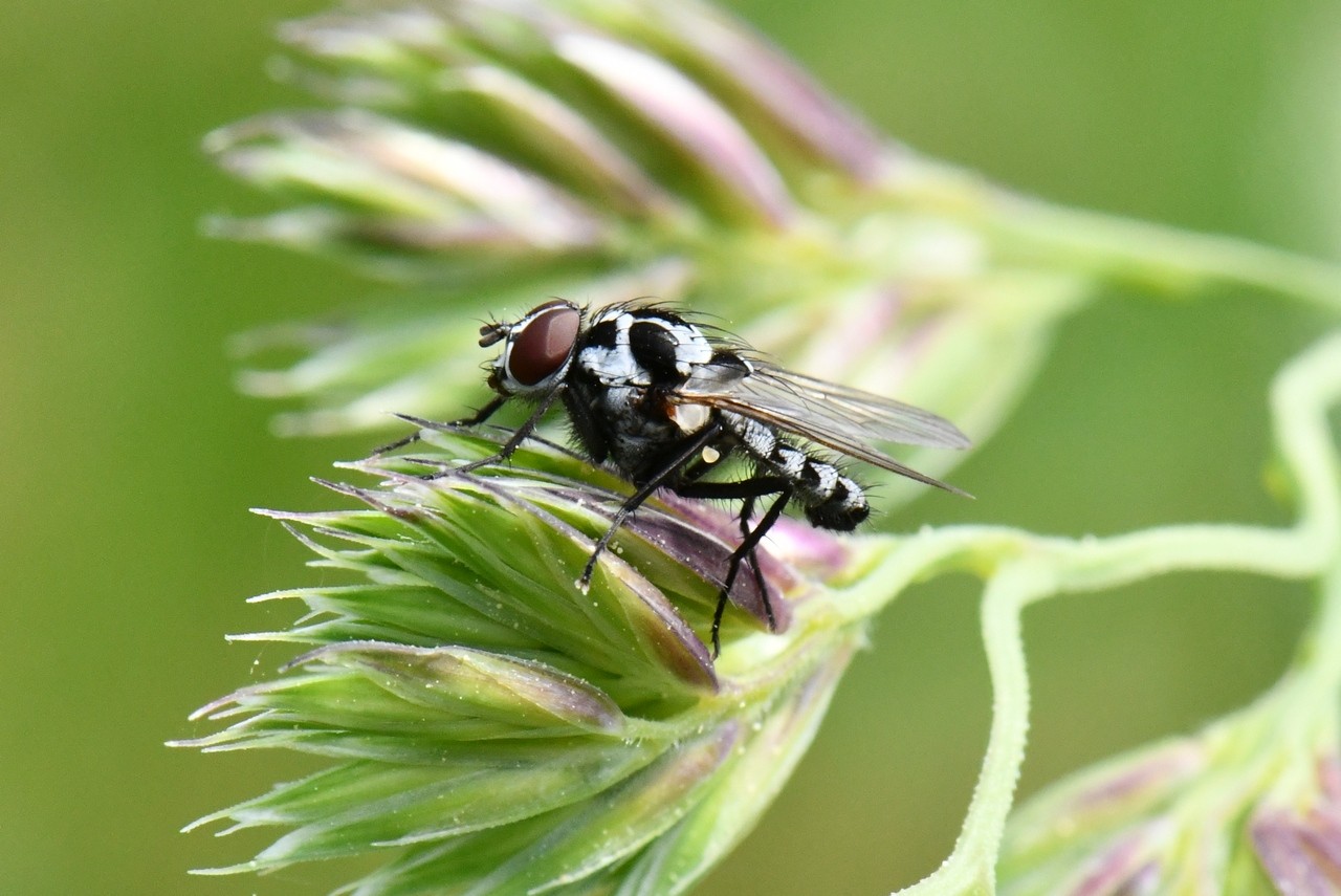 Anthomyia procellaris Rondani, 1866 (mâle)