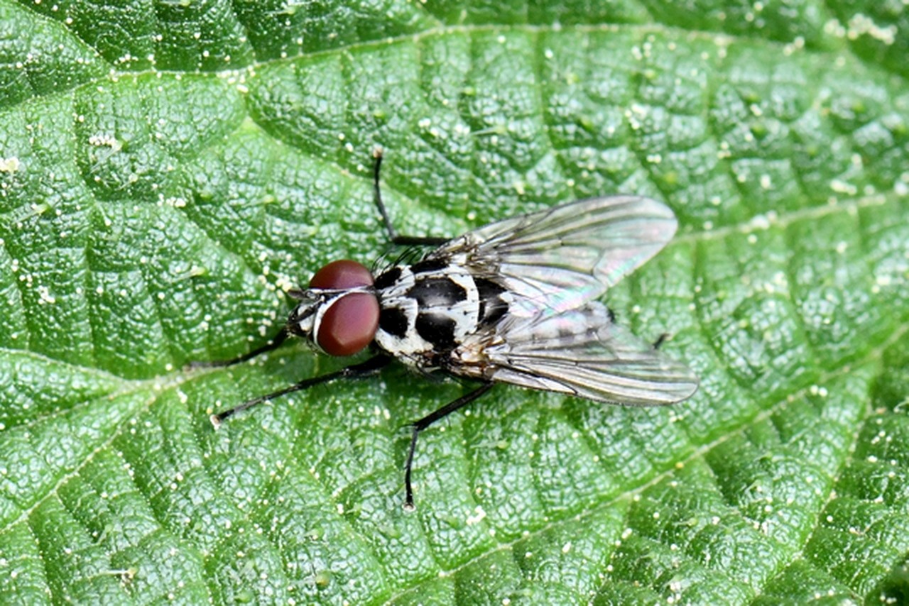 Anthomyia procellaris Rondani, 1866 (mâle)