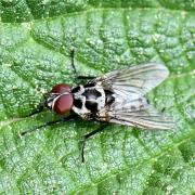 Anthomyia procellaris Rondani, 1866 (mâle)