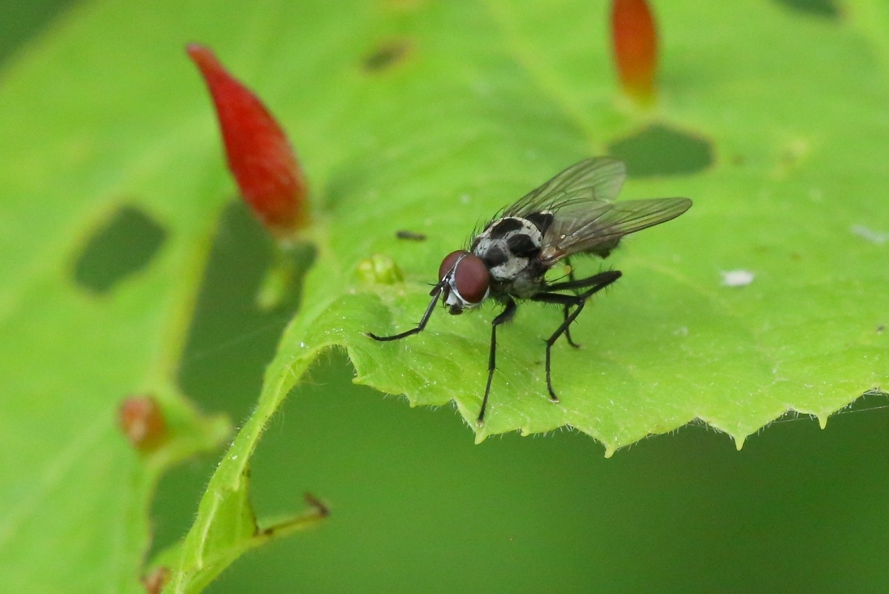 Anthomyia procellaris Rondani, 1866 (mâle)