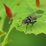 Anthomyia procellaris Rondani, 1866 (mâle)