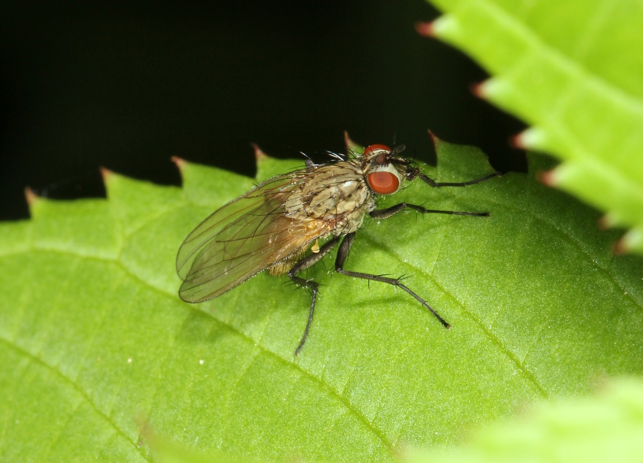 Botanophila fugax (Meigen, 1826)