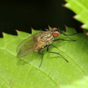 Botanophila fugax (Meigen, 1826)