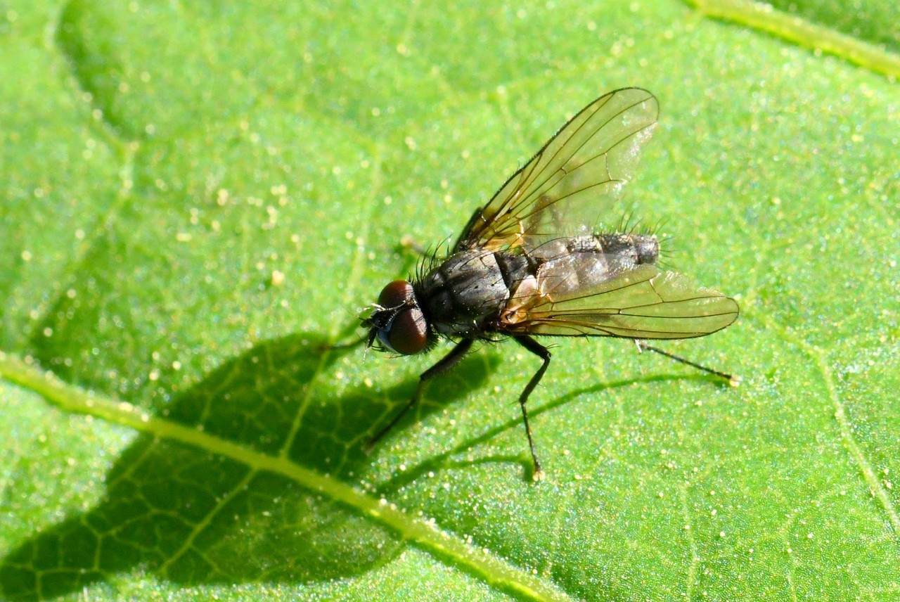 Delia radicum (Linnaeus, 1758) - Mouche du chou (mâle)