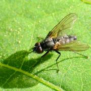 Delia radicum (Linnaeus, 1758) - Mouche du chou (mâle)