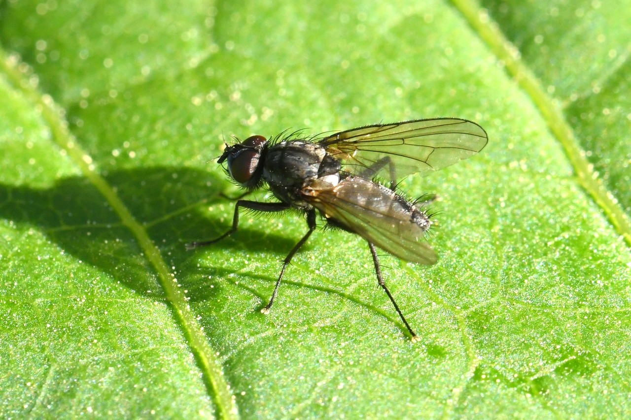 Delia radicum (Linnaeus, 1758) - Mouche du chou (mâle)