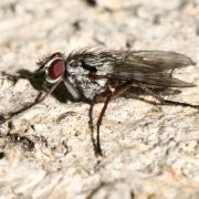 Eustalomyia vittipes (Zetterstedt, 1845)