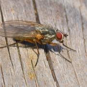 Hylemya nigrimana (Meigen, 1826) (femelle)