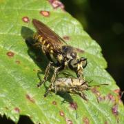 Choerades fimbriata (Meigen, 1820) (femelle)